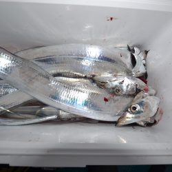 アジアマリンサービス 釣果