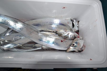 アジアマリンサービス 釣果