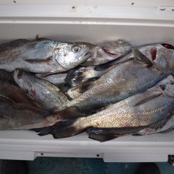 アジアマリンサービス 釣果