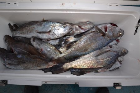 アジアマリンサービス 釣果