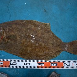 アジアマリンサービス 釣果