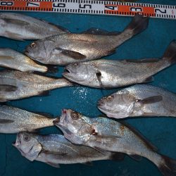 アジアマリンサービス 釣果