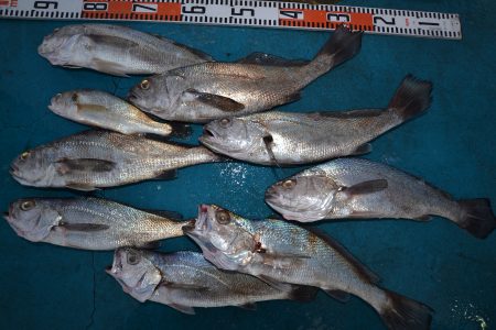 アジアマリンサービス 釣果