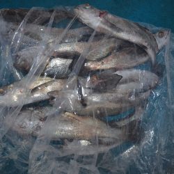 アジアマリンサービス 釣果