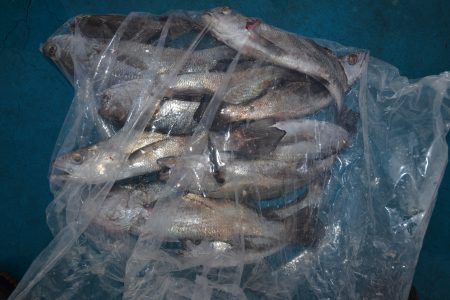 アジアマリンサービス 釣果