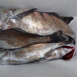 アジアマリンサービス 釣果