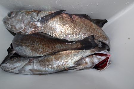 アジアマリンサービス 釣果