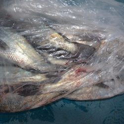 アジアマリンサービス 釣果