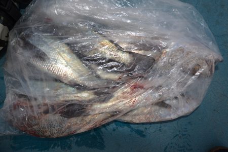 アジアマリンサービス 釣果