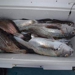 アジアマリンサービス 釣果