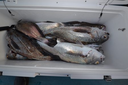 アジアマリンサービス 釣果