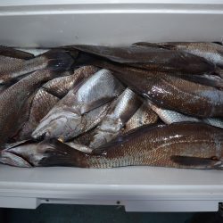 アジアマリンサービス 釣果