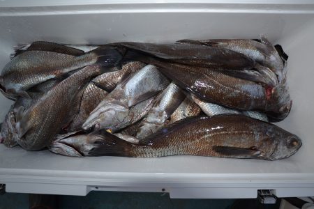 アジアマリンサービス 釣果