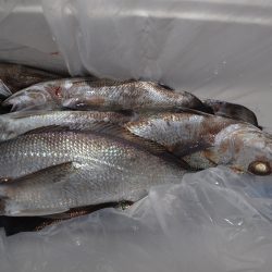 アジアマリンサービス 釣果