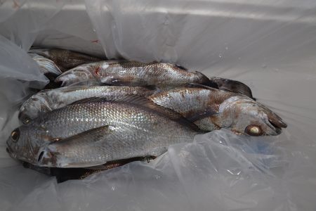 アジアマリンサービス 釣果