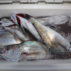 アジアマリンサービス 釣果