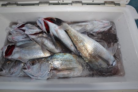 アジアマリンサービス 釣果