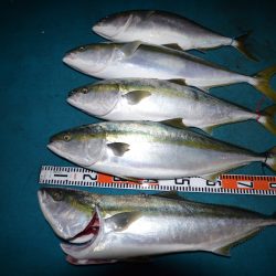 アジアマリンサービス 釣果