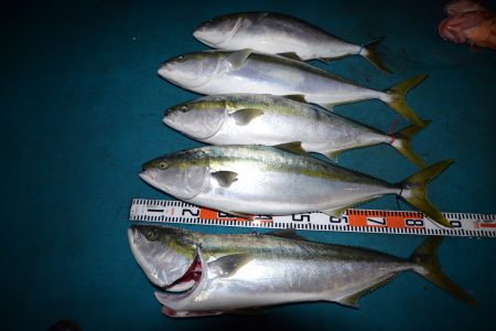 アジアマリンサービス 釣果