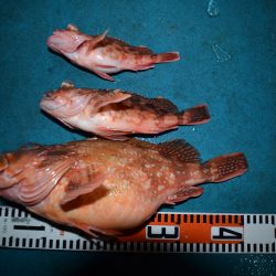 アジアマリンサービス 釣果