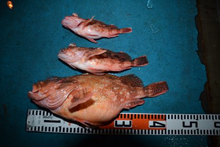 アジアマリンサービス 釣果