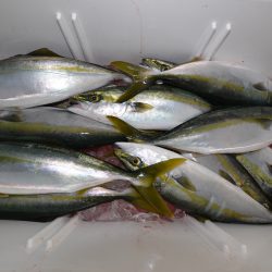 アジアマリンサービス 釣果