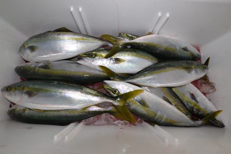 アジアマリンサービス 釣果