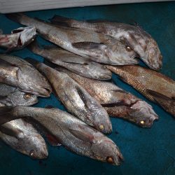 アジアマリンサービス 釣果