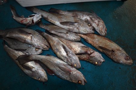 アジアマリンサービス 釣果