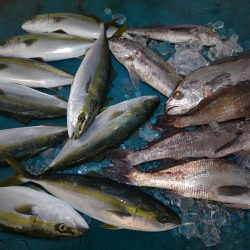 アジアマリンサービス 釣果