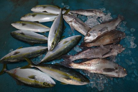 アジアマリンサービス 釣果