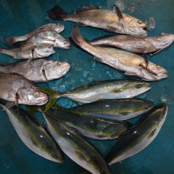 アジアマリンサービス 釣果