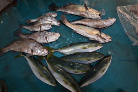 アジアマリンサービス 釣果