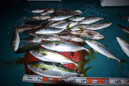 アジアマリンサービス 釣果