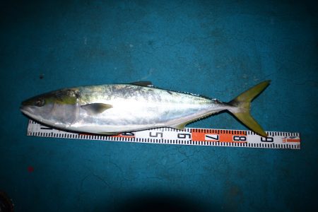 アジアマリンサービス 釣果