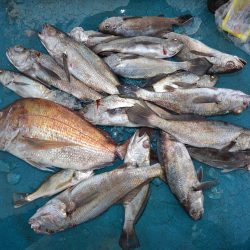 アジアマリンサービス 釣果