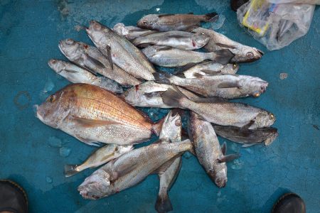 アジアマリンサービス 釣果