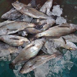 アジアマリンサービス 釣果