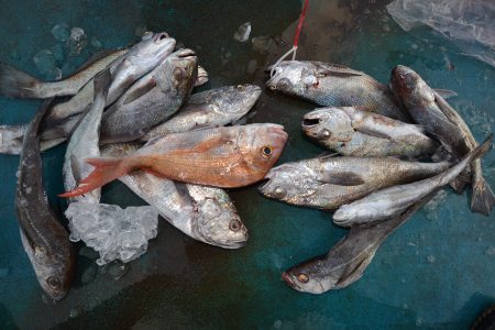 アジアマリンサービス 釣果