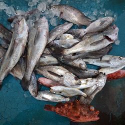 アジアマリンサービス 釣果