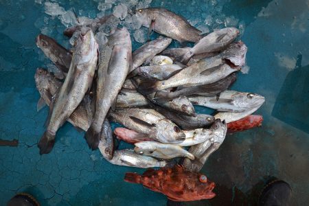 アジアマリンサービス 釣果