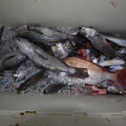 アジアマリンサービス 釣果