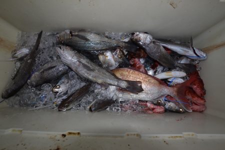 アジアマリンサービス 釣果