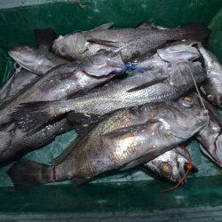 アジアマリンサービス 釣果