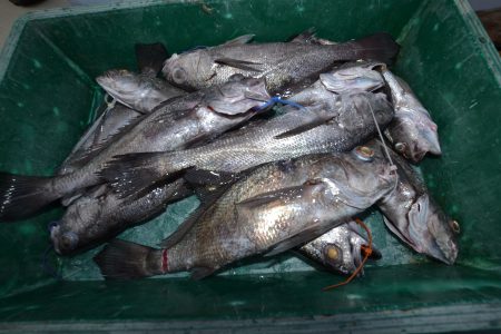 アジアマリンサービス 釣果