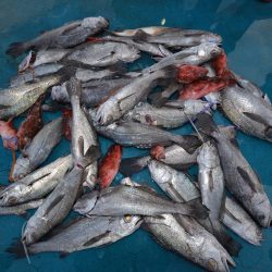 アジアマリンサービス 釣果