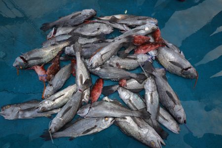 アジアマリンサービス 釣果