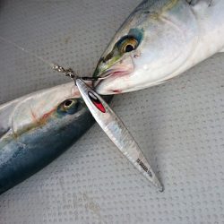 鳴門海峡ジギングで青物狙い【ARMS『EZ-DAGGER(イージー・ダガー)』モニターレポート】