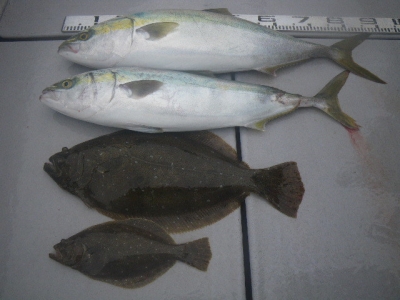 磯部釣船 直栄丸 釣果