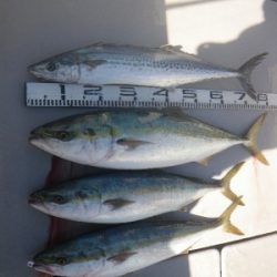 磯部釣船 直栄丸 釣果